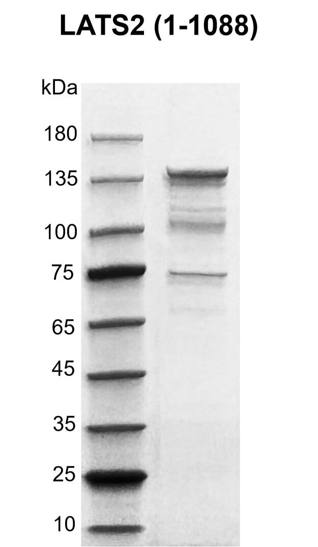 Recombinant LATS2 protein gel