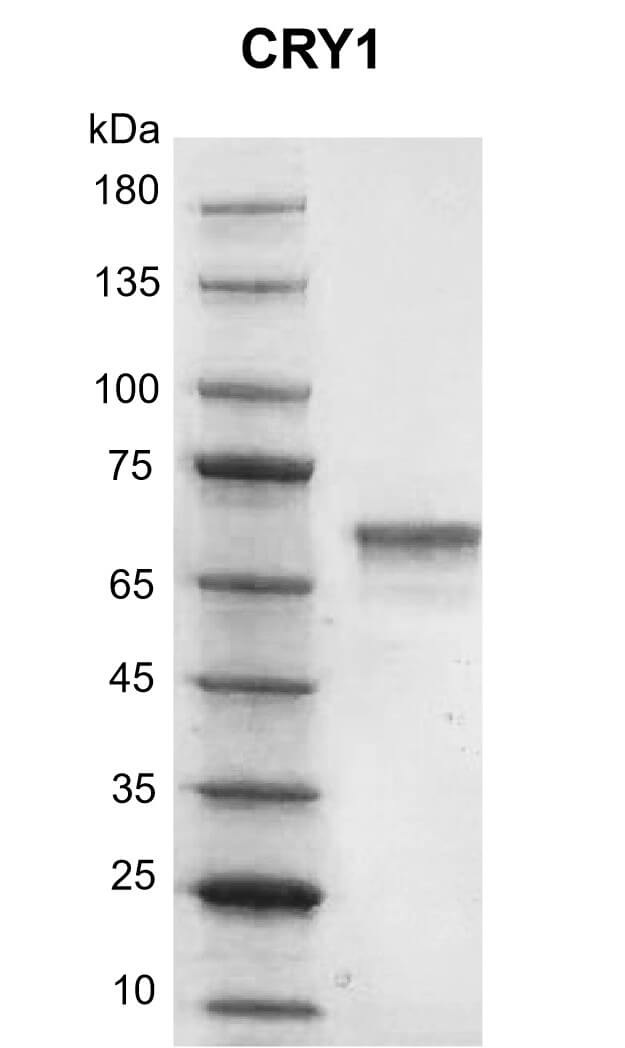 Recombinant CRY1 protein