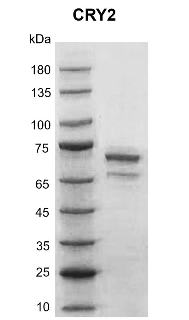 Recombinant CRY2 protein gel