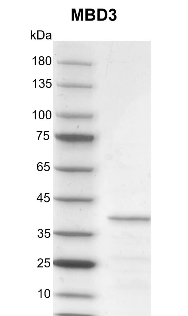 Recombinant MBD3 protein gel
