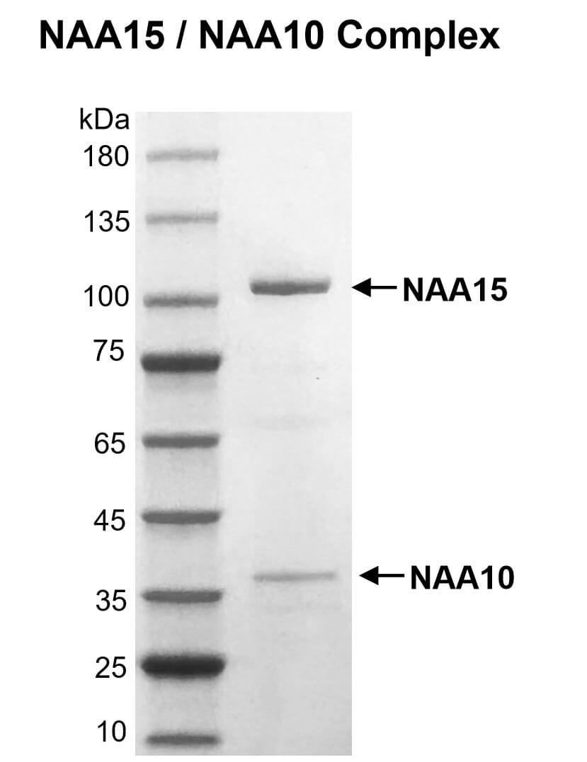 Recombinant NAA15/NAA10 protein gel