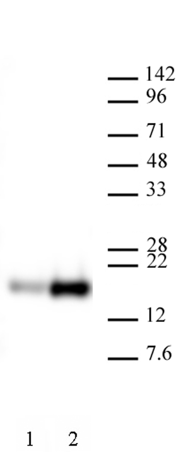 AbFlex<sup>&reg;</sup> Histone H3K9ac antibody (rAb) tested by Western blot.