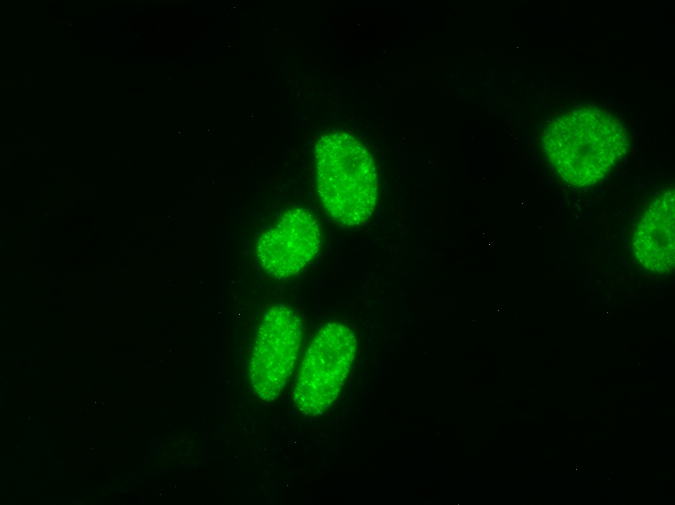 AbFlex<sup>&reg;</sup> Histone H4K20me3 antibody (rAb) tested by immunofluorescence.