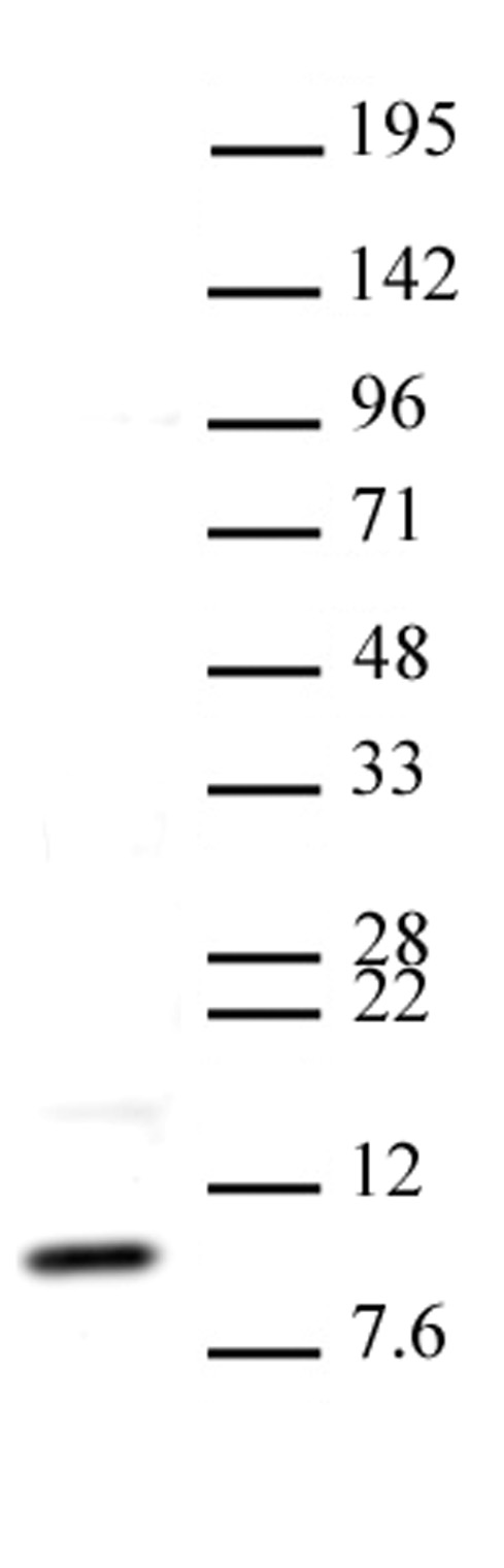 AbFlex<sup>&reg;</sup> Histone H4K20me3 antibody (rAb) tested by Western blot.
