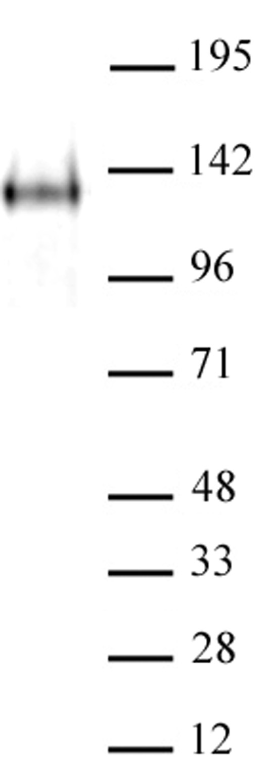 AbFlex<sup>&reg;</sup> JMJD2A antibody (rAb) tested by Western blot.