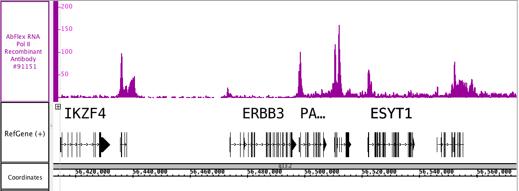 AbFlex<sup>®</sup> RNA Pol II antibody (rAb) tested by ChIP-Seq.