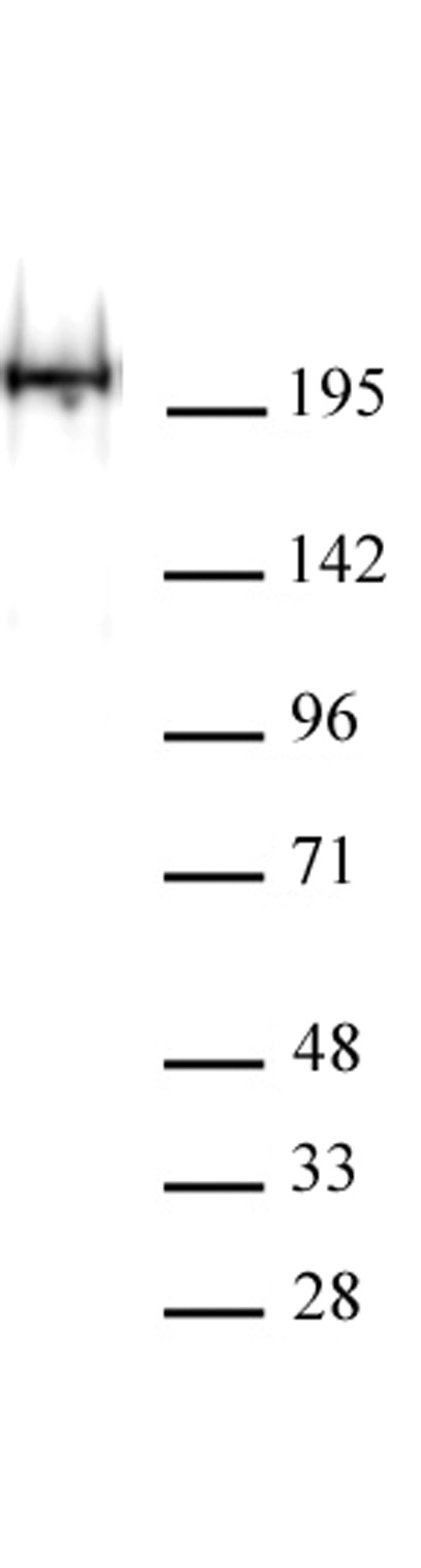 AbFlex<sup>®</sup> RNA Pol II antibody (rAb) tested by Western blot.