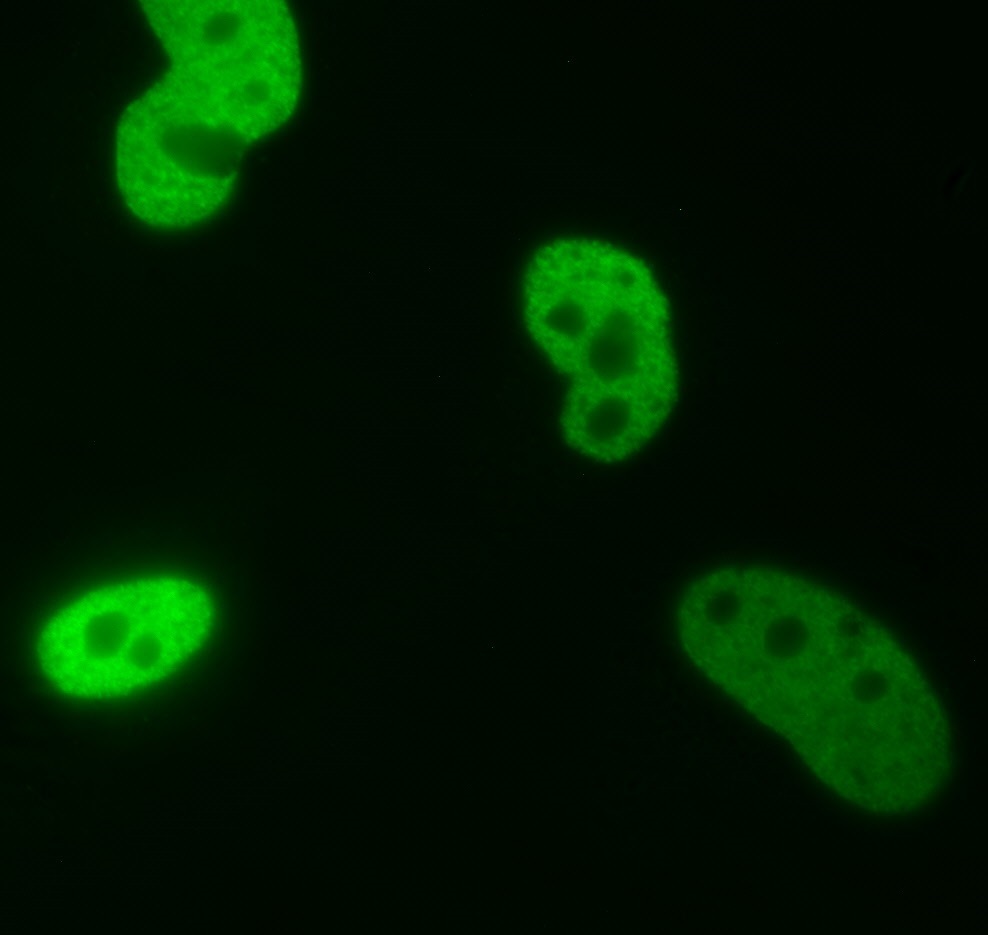 AbFlex<sup>&reg;</sup> Histone H3K9me0 antibody (rAb) tested by immunofluorescence.