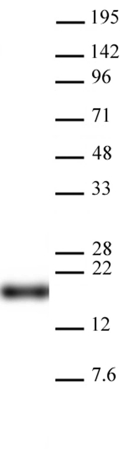 AbFlex<sup>&reg;</sup> Histone H3K9me0 antibody (rAb) tested by Western blot.