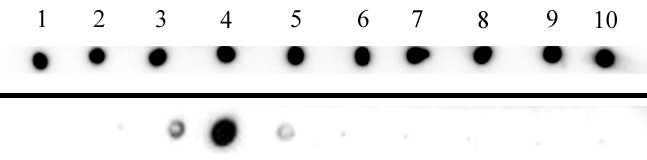 AbFlex<sup>&reg;</sup> Histone H3K27me3 antibody (rAb) tested by dot blot analysis.