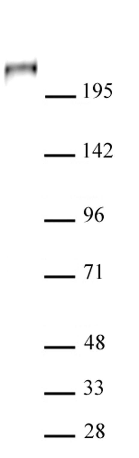AbFlex<sup>®</sup> TET1 antibody (rAb) tested by Western blot.