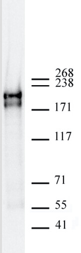 AbFlex<sup>®</sup> DNMT1 antibody (rAb) tested by Western blot.