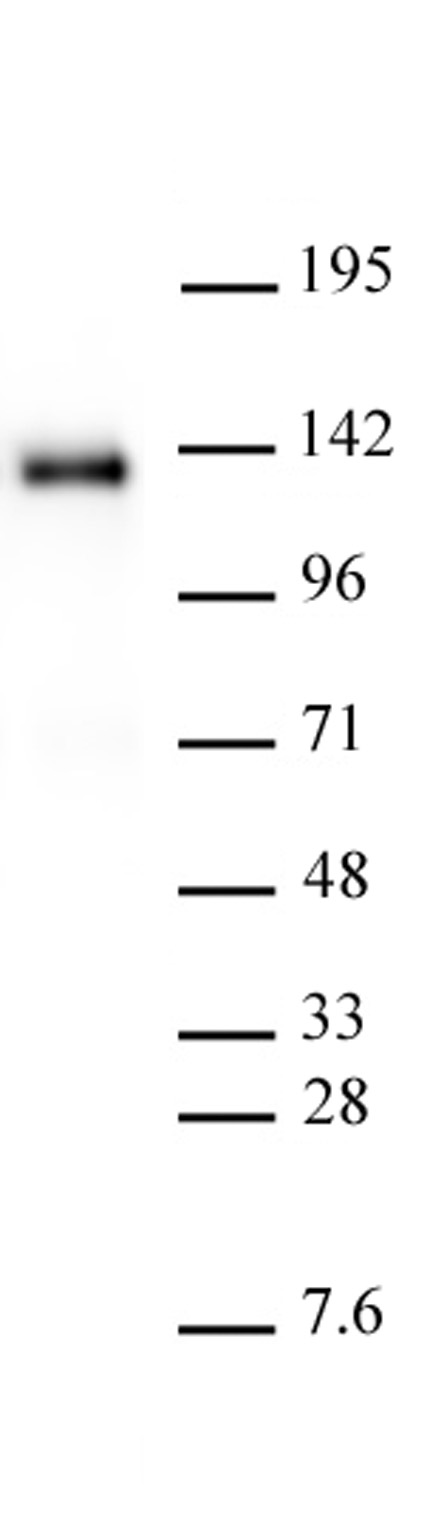 AbFlex<sup>&reg;</sup> His-Tag antibody (rAb) tested by Western blot.