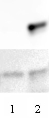 AbFlex<sup>&reg;</sup> Histone H3.3 antibody (rAb) tested by Western blot.