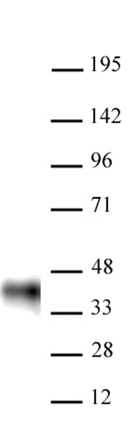 AbFlex<sup>&reg;</sup> BMI-1 antibody (rAb) tested by Western blot.