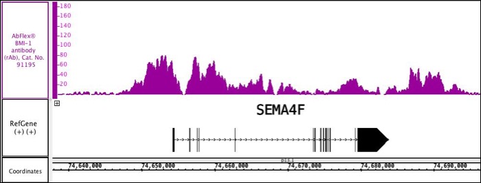 AbFlex® BMI-1 recombinant antibody (rAb) tested by ChIP-Seq