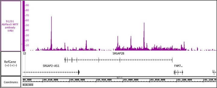 AbFlex<sup>®</sup> MITF antibody (rAb) tested by ChIP-Seq.