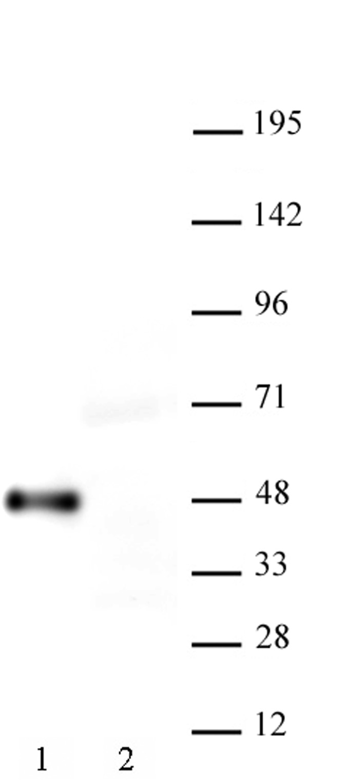 AbFlex<sup>&reg;</sup> Myc-Tag antibody (rAb) tested by Western blot.