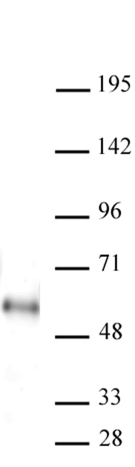 AbFlex<sup>&reg;</sup> MAZ antibody (rAb) tested by Western blot.