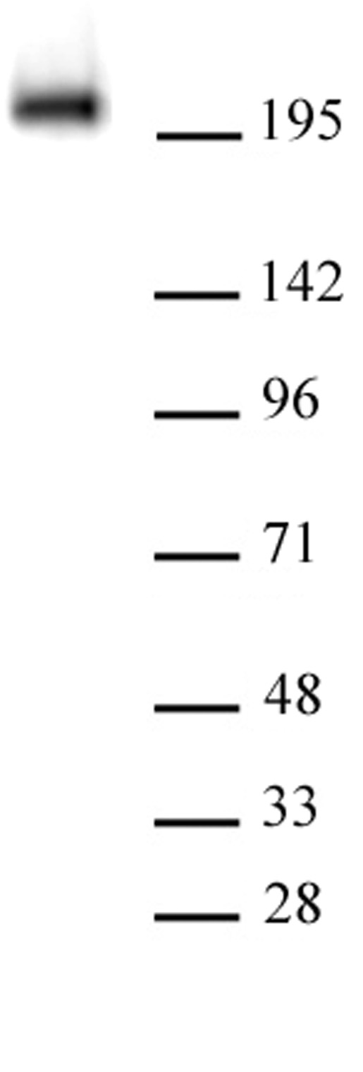 AbFlex<sup>®</sup> RNA Pol II CTD phospho Tyr1 antibody (rAb) tested by Western blot.