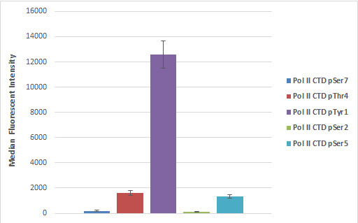 AbFlex<sup>®</sup RNA pol II CTD phospho Tyr1 antibody (rAb) tested by Luminex bead-based specificity analysis.