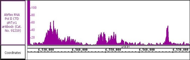 AbFlex<sup>®</sup> RNA Pol II CTD phospho Tyr1 antibody (rAb) tested by ChIP-Seq.