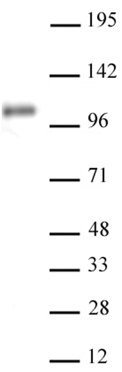 AbFlex<sup>&reg;</sup> Notch1 antibody (rAb) tested by Western blot.
