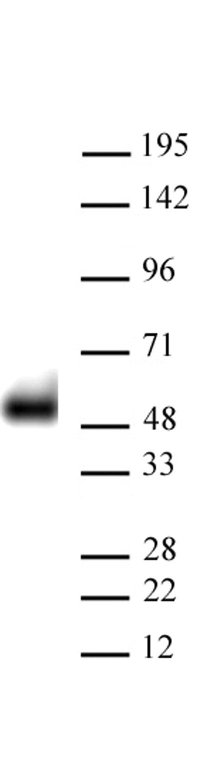 AbFlex® p53 antibody (rAb), sample