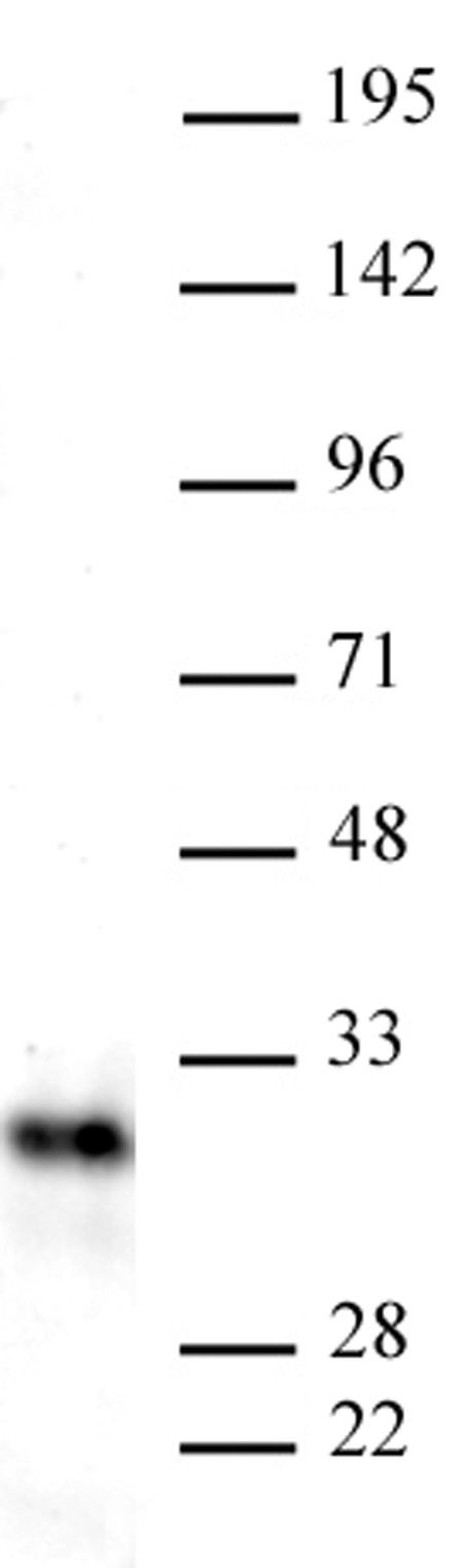 AbFlex<sup>&reg;</sup> Snail antibody (rAb) tested by Western blot.