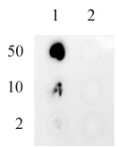 AbFlex<sup>&reg;</sup> Ubiquitin antibody (rAb) tested by dot blot analysis.