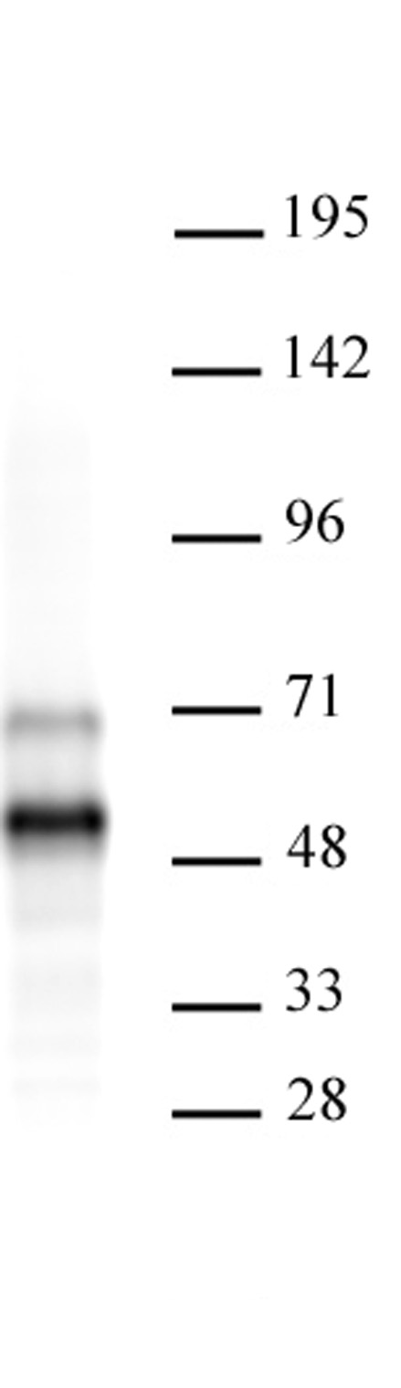 AbFlex<sup>&reg;</sup> MEIS 1/2/3 antibody (rAb) tested by Western blot.