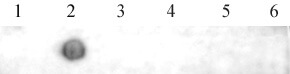 AbFlex<sup>&reg;</sup> N6-Methyladenosine (m6A) antibody tested by Dot blot.