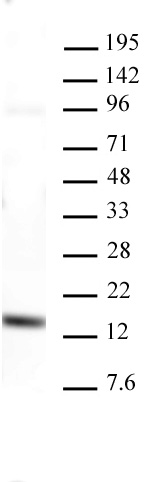 AbFlex<sup>&reg;</sup> Histone H3K4me3 antibody (rAb) tested by Western blot.