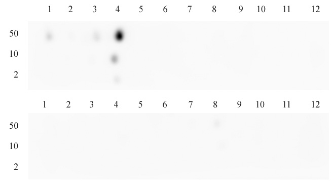 Histone H3K4me3 specificity tested by peptide array analysis.