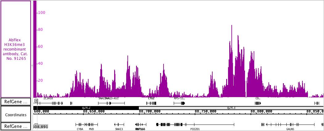 AbFlex<sup>&reg;</sup> Histone H3K36me3 antibody (rAb) tested by ChIP-Seq.