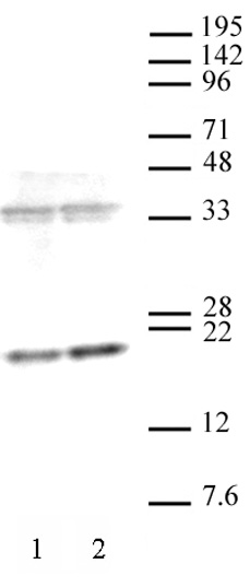 AbFlex<sup>&reg;</sup> Histone H3K36me3 antibody (rAb) tested by Western blot.
