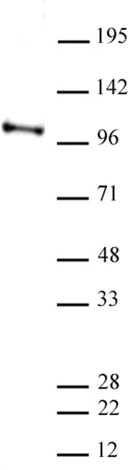 AbFlex<sup>&reg;</sup> CHD3 antibody (rAb) tested by Western blot.
