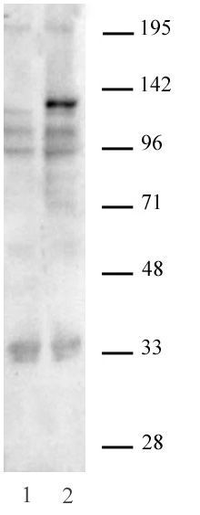 AbFlex<sup>&reg;</sup> SaCas9 antibody (rAb) tested by Western blot.