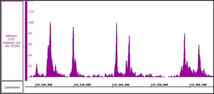 AbFlex<sup>®</sup> CTCF antibody (rAb) tested by ChIP-Seq.