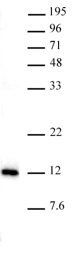 AbFlex<sup>&reg;</sup> Histone H4K20me1 antibody tested by Western blot.