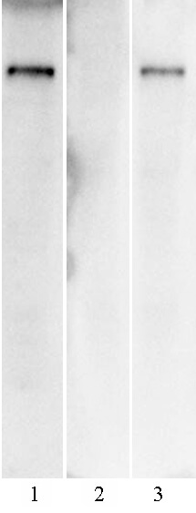 SARS-CoV-2 Spike Antibody (AM004414) tested by Western blot.