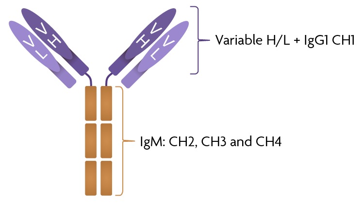 SARS-CoV-2 Spike IgG/IgM antibody structure