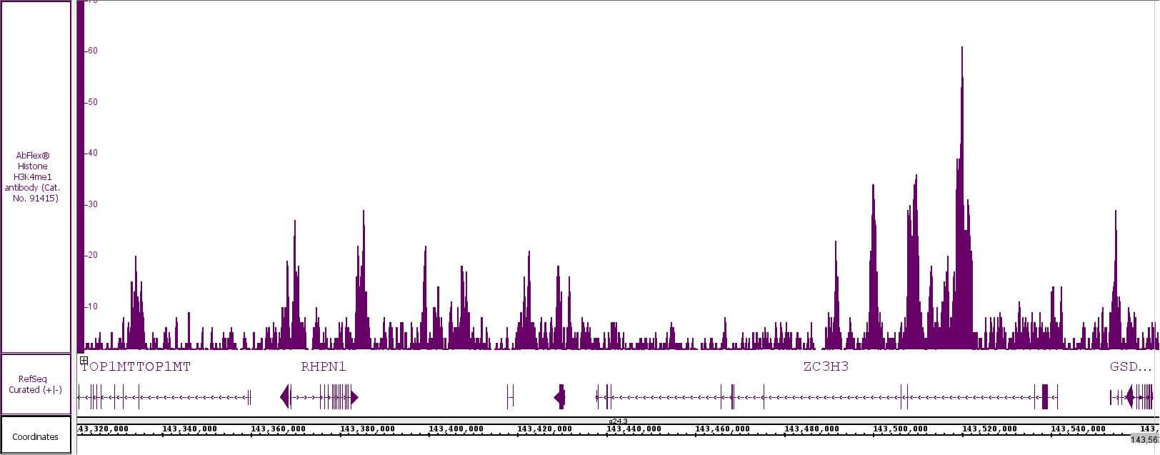 AbFlex® Histone H3K4me1 antibody (rAb) AbFlex® Histone H3K4me1 antibody (rAb)