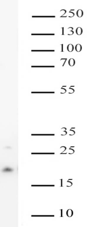 AbFlex<sup>®</sup> Histone H3K4me1 antibody (rAb) tested by Western blot.