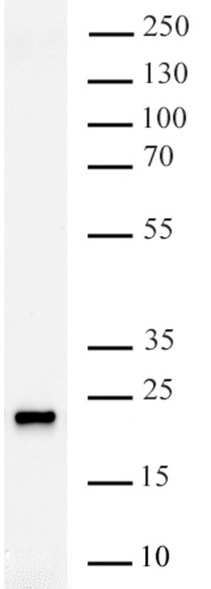 AbFlex<sup>®</sup> NRAS antibody (rAb) tested by Western blot.