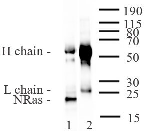 AbFlex<sup>®</sup> NRAS antibody (rAb) tested by immunoprecipitation.