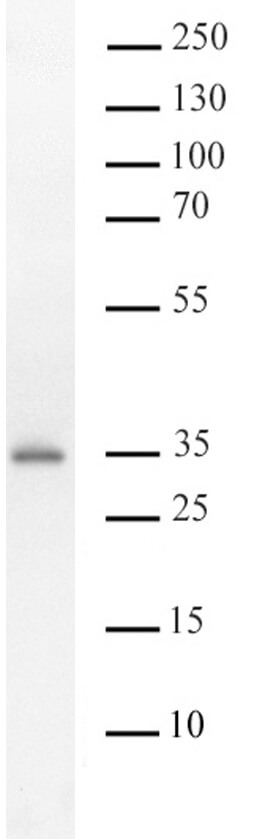 AbFlex<sup>®</sup> ALKBH2 antibody (rAb) tested by Western blot.