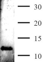 AbFlex<sup>®</sup> KRAS antibody (rAb) tested by Western blot.