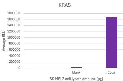 AbFlex KRAS antibody (rAb)