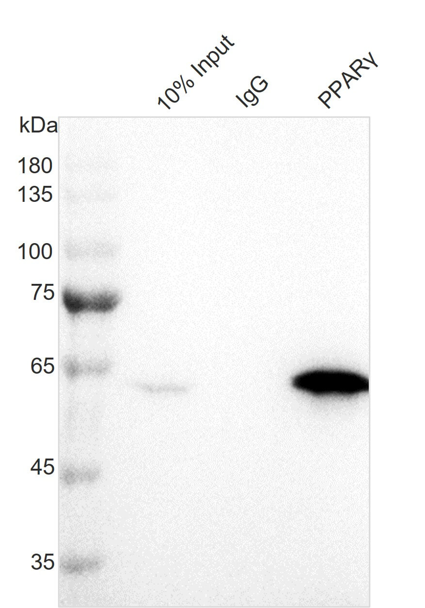 AbFlex<sup>®</sup> PPARγ antibody (rAb) tested by immunoprecipitation.
